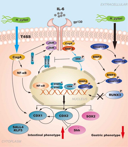Figure 3. The role of CDXs in GIM: The regulation of CDXs in GIM induced by H. pylori. H. pylori injects the oncoprotein CagA into gastric epithelial cells using a type IV secretion system (T4SS) to activate the NF-κB signaling pathway. NF-κB activation induces the release of the pro-inflammatory cytokine IL-6, and IL-6 binds to its specific receptor gp130, activating two major signaling pathways: SHP-2/ERK and JAK/STAT. CagA can also affect the signal transduction of gp130 regulation, and the resulting biological effect depends on the tyrosine phosphorylation status of CagA. Moreover, the SHP2/ERK and JAK/STAT signaling pathways are considered to play opposite roles in gastric epithelial cells, and SHP-2/ERK signaling plays a greater role in inhibiting proliferation and inducing cell differentiation in the gastric mucosa. H. pylori infection can activate the BMP pathway to upregulate CDX2 expression concomitantly with SOX2 downregulation. RUNX3 is also involved in the regulation of CDXs. Furthermore, the autoregulation of CDXs maintains their expression in GIM. In summary, H. pylori infection is responsible for increasing the levels of intestinal-specific transcription factors and decreasing the levels gastric-specific transcription factors, which contribute to the development of GIM.