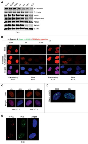 Figure 4. CHX does not immediately deplete replicative polymerases but disrupts new production of histones. (A) U2OS cells were either left untreated or treated with CHX for the timepoints indicated followed by Western blot probed with the specified antibodies. (B) Schematic protocol and representative images for fluorescent SNAP-tag labeling of U2OS cells stably expressing histone H3.1 or H3.3. Cells were quenched by DMSO (panel 1) or 0.2 μM blocking agent for 20 minutes (panel 2 and 3), labeled with 1 μM TMR for 30 minutes after a 3 hour release into fresh media +/- 10 μg/ml CHX. The contrast of the images in the middle panel of this figure has been equally enhanced in order to visualize the production of new histones after release from the quenching agent (panel 2), whereas the upper panel is unaltered. Furthermore, figure S4B and C (panel 3) shows cells without enhanced contrast, where arrows instead indicate new histone production. (C) Effect of HU on new histone H3.1 and H3.3 production via quenching of pre-existing histones using 0.2 μM blocking agent for 20 minutes, labeling with 1 μM TMR for 30 minutes after a 3 hour release into fresh media +/- 2 mM HU. (D) U2OS cells were treated with 10 μg/ml CHX or 2 mM HU for 24 hours and stained for RPA32. (E) U2OS cells were treated with 10 μg/ml CHX for 24 hours and co-stained for RPA32 and PML. See also Figure S5.