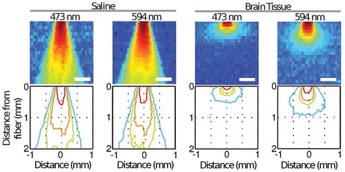 Figure 6. Lateral light spread as a function of distance from a 200 μm optical fiber (numerical aperture = 0.37) in saline solution (left) and rat gray matter (right) for blue (473nm; left) and yellow (594 nm; right) light. Contour maps show where light intensity decays by 50% (red), 10% (orange), 5% (yellow), and 1% (cyan) with increasing distance from the fiber end. Light spreads conically in saline, mostly due to fiber properties. In brain tissue, scattering is much larger and causes high attenuation and also widening of the light beam. © Elsevier. Reproduced by permission of Elsevier. Permission to reuse must be obtained from the rightsholder.