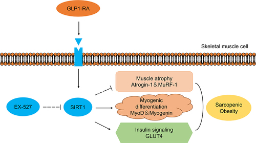 Figure 6 Schematic diagram of beneficial effects of liraglutide and semaglutide on obesity-induced skeletal muscle atrophy.