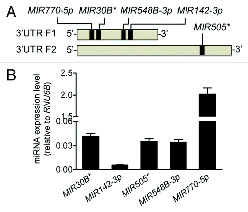 Figure 2. Predicted miRNAs are expressed in HCT116 cells. (A) An in silico analysis identified MIR30B*, MIR142-3p, MIR505*, MIR548B-3p, and MIR770-5p as having putative binding sites in the first half of the ATG16L1 3′UTR in the 5′ end. (B) The endogenous expression levels of the 5 putative miRNAs were analyzed by mature miRNA RT-PCR and normalized to RNU6B. The data are expressed as the mean ± SEM (n = 3).