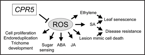 Figure 1 A diagram showing CPR5 as a master regulator of cellular ROS status and signalling.