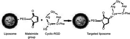 Figure S1 Schematic representation of RGD functionalized magnetoliposomes synthesis procedure. The RGD peptide was linked via a sulfhydryl (-SH) group of the cysteine in the cyclic-RGD peptide that couples to the maleimide groups at the distal end of the DSPE-PEG-MAL group. The liposome suspension was incubated with cyclic RGD peptide at a molar ratio of 10:1 overnight.