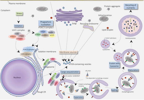 Figure 2. Molecular schematic of autophagy process