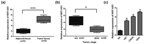 Figure 1. NNT-AS1 expression in glioma patients and glioma cell lines.