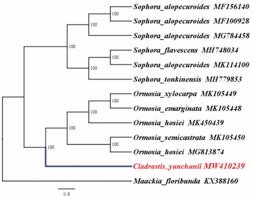 Figure 1. Phylogenetic relationships among 13 complete chloroplast genomes (C. yunchunii in this study and 12 previously reported species). Bootstrap values based on 1000 replicates were provided near branches. The ML phylogenetic tree for C. yunchunii is based on the other 12 species (six in Sophora, five in Ormosia, and one in Maackia) chloroplast genomes.