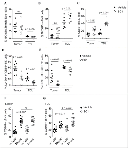 Figure 4. SC1 activates NK cells and reverts tumor-induced NK cell anergy. (A–E) C57BL/6 mice (n = 7 (vehicle) and n = 8 (SC1) per group) were injected s. c. with 106 RMA-S cells. 10 mg/kg SC1 was injected s. c. in the contralateral flank on days 15, 20 and 25 after tumor induction. Intratumoral and tumor-draining lymph node (TDL) NK cells, defined as MHCI+, Zombie Dye–, CD3–, NK1.1+, were quantified by flow cytometry on day 26. Data is representative of two independent experiments. (F, G) C57BL/6 mice (n = 6 per group) were injected s. c. with 106 RMA-S cells. 10 mg/kg SC1 were injected s. c. in the contralateral flank on days 15, 20 and 25 after tumor induction. NK cells from spleen and TDL were isolated on day 26 and 0.25 × 106 cells were stimulated for 5 h on plates coated with NKp46 antibody. NK cell expression of CD107b was measured by flow cytometry. Results of three independent experiments are shown. Statistical significance was analyzed by two-tailed unpaired Student's t test. p values < 0.05 were considered significant. Error bars indicate SEM.