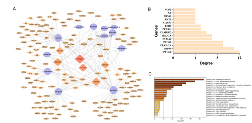Figure 4 Mechanisms of network pharmacology prediction of TFRD against OA. (A) Compound-Target network of TFRD in the treatment of OA. (B) Barplot of the top 10 TFRD-OA interaction targets sorted by target connectivity from large to small in the C-T network. (C) Barplot of the top 20 KEGG pathways screened out by Metascape database.