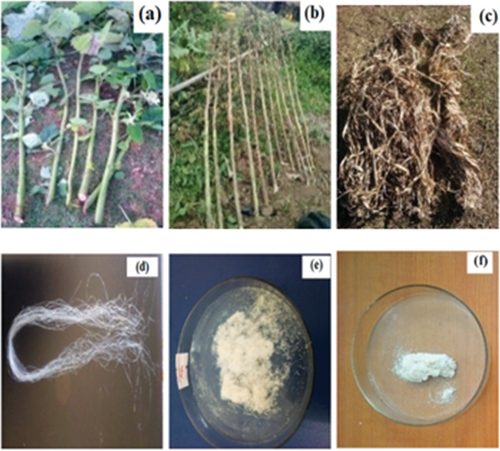 Figure 3. Doby fiber unretted extraction process (a and b) doby plant, (c) bark, (d) fiber, (e) alkali treated fibers, and (f) bleached cellulose.