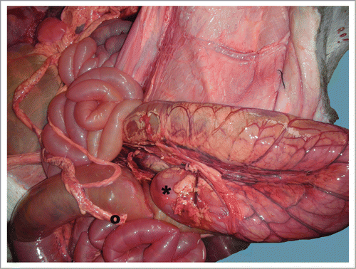 Figure 4. Distal loop of ascending colon showing congestion. This picture shows both blind ends of the colon: (*) proximal and (˚) distal ends.
