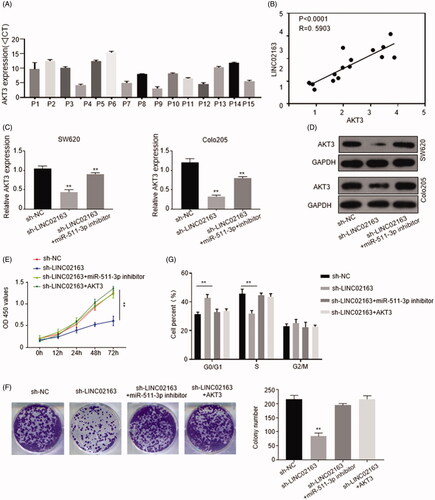 Figure 5. LINC02163 indirectly regulated AKT3 expression through sponging miR-511-3p. (A) The mRNA level of AKT3 in 15 pairs of CRC and normal tissues from CRC patients was determined by qRT‐PCR. (B) Pearson’s correlation curve showed the positive relevance between AKT3 and LINC02163 abundance. (C) Endogenous mRNA level of AKT3 in SW620 and Colo205 cells was determined by qRT‐PCR. (D) Protein level of AKT3 was detected in SW620 and Colo205 cells by western blotting. GAPDH was used as internal control. (E and F) The effect of LINC02163/miR‐511‐3p/AKT3 axis on proliferation of SW620 and Colo205 cells were determined by CCK‐8 and colony formation assays. (G) The effect of LINC02163/miR‐511‐3p/AKT3 axis on cell cycle of SW620 and Colo205 cells was performed by flow cytometry experiments. The error bars represented standard deviation (SD). Data were representatives of three independent experiments. **, p <0.01, compared to sh‐NC group.