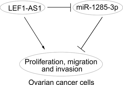 Figure 5 Work model. LEF1-AS1 promoted ovarian cancer progression through targeting miR-1285-3p.