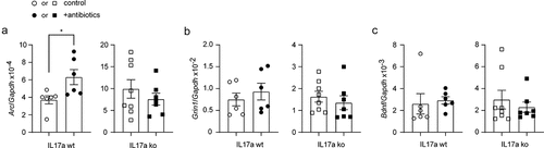 Figure 9. Depletion of gut bacteria increases Arc transcription in the brain of Il-17a-wildtype, but not Il17a-deficient APP-transgenic mice.