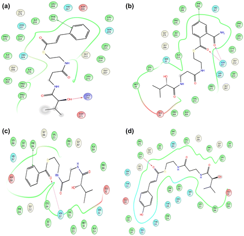 Figure 4. 2D representation of ligand interaction of CfCHS. 2D representation of ligand interaction of CfCHS; (a) Tr_Cinnamoyl CoA, (b) 2-Carbamoylbenzoyl CoA, (c) Tr_Benzoyl CoA, and (d) Tr_p-Coumaroyl CoA. Arrow indicates the interaction between ligands and respective amino acids.