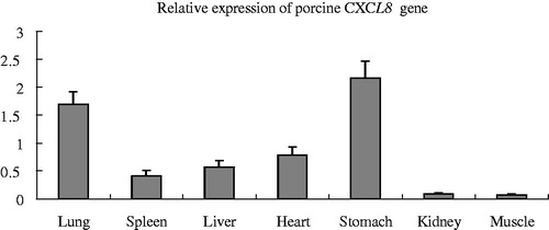 Figure 1. Relative quantification of the porcine CXCL8 mRNA level in seven different tissues. Bars represent the mean ± SE (n = 3). The values were normalised to GAPDH expression.