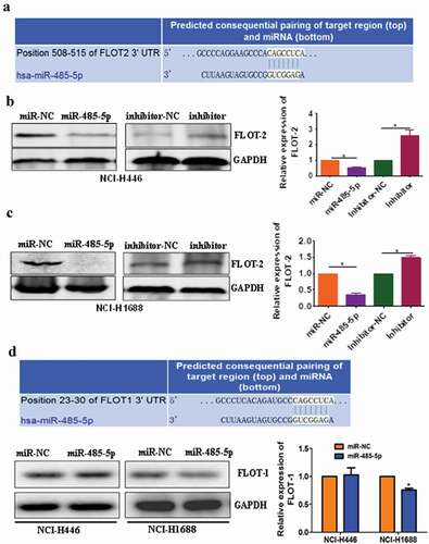 Figure 6. MiR-485-5p targets 3′-UTR of FLOT2 mRNA to inhibit its translation. (a), bioinformatics analysis revealed a miR-485-5p-binding site in the 3ʹUTR of FLOT2 mRNA. (b), Western blotting of FLOT2 protein in NCI-H446 cells transfected with miR-485-5p mimics, miR-485-5p inhibitor or their corresponding controls (miR-NC, inhibitor-NC), respectively; (c), comparison of FLOT2 protein levels among NCI-H1688 cells transfected with miR-485-5p mimics, miR-485-5p inhibitor or their corresponding controls; (d), bioinformatics analysis revealed a miR-485-5p-binding site in the 3ʹUTR of FLOT1 mRNA and Western blotting of FLOT1 protein in NCI-H446 cells and NCI-H1688 transfected with miR-485-5p mimics and miR-NC. FLOT2 protein levels were determined by Western blot assay and normalized to GAPDH. The data represent the mean ± SEM from three independent experiments (n = 3, *p < 0.05).