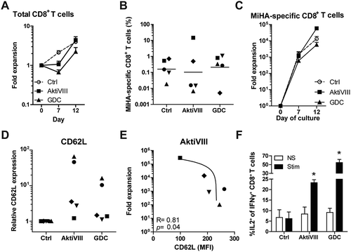 Figure 6. AKT-inhibited MiHA-specific CD8+ T cells show co-secretion of IFN-γ and IL-2 upon antigen recall. CD8+ TN cells were stimulated with peptide-loaded mDCs in presence of DMSO (Ctrl) or AktiVIII (15 µM) or GDC (12.5 µM). (A) Expansion of total CD8+ T cells. (B) Percentage MiHA-specific CD8+ T cells on day 12 and (C) fold expansion of MiHA-specific CD8+ T cells, calculated from an estimated precursor frequency of 1:106. (D) Relative CD62L expression of AKT-inhibited MiHA-specific CD8+ T cells compared to Ctrl MiHA-specific CD8+ T cells at day 12. (E) Association between CD62L expression and expansion of AktiVIII-treated MiHA-specific CD8+ T cells. (F) Percentage IL-2 producing cells within IFN-γ+CD8+ T cells upon peptide stimulation of re-challenged T cells in the absence of AKT-inhibitor. Mean + SEM of 2 independent donors. (B,D&E) Individual donors are depicted with unique symbols. (E) Statistical analysis was performed using linear regression with 95% confidence interval or (F) Student’s t-test comparing AKT-inhibited T cells with Ctrl T cells, *p < 0.05.