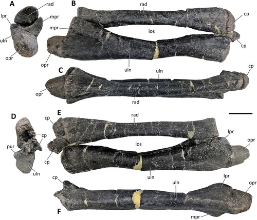 Figure 30. Comptonatus chasei gen. et sp. nov. (IWCMS 2014.80). Left radius and ulna in A, posterior, B, medial, C, dorsal, D, anterior, E, lateral and F, ventral views. Abbreviations: cp, carpus; ios, interosseus space; lpr, lateral process; mpr, medial process; opr, olecranon process; pur, prominent ulnar ridge; rad, radius; uln, ulna. Scale bar represents 50 mm.