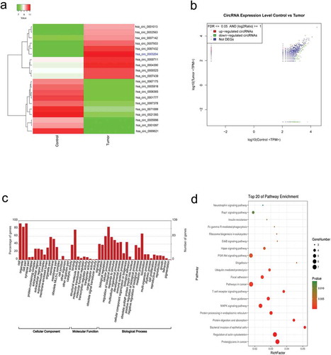 Figure 1. Overview of circRNA differential expression. (a) Hierarchical cluster analysis (heat map) for differentially expressed circRNAs between CC tissue and adjacent normal tissue. (b) Scatter plot demonstrating the variation of circRNAs expression in CC tissue (y-axis) versus control (x-axis). (c) GO enrichment of differentially expressed circRNAs d.KEGG pathway enrichment analysis of differentially expressed circRNAs