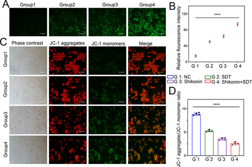 Figure 4 Detection of intracellular ROS generation and MMP changes. (A) Fluorescence imaging of HepG2 cells stained by DCFH-DA (scale bar: 50 μm). (B) The quantification of fluorescence intensity in different groups. (C) Fluorescence microscopic imaging of HepG2 cells stained by JC-1 (scale bar: 50 μm). (D) The aggregate/monomer fluorescence intensity ratio of JC-1 in HepG2 cells. ****p < 0.0001.