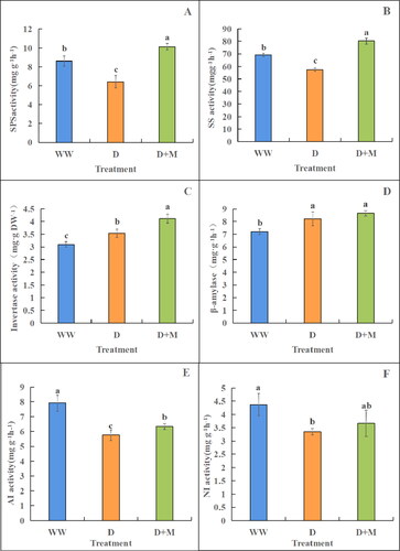 Figure 4. Activity of sucrose phosphate synthase (A), sucrose synthase (B), sucrose invertase (C), β-amylase (D), acid invertase €and neutral invertase (D) in soybean leaves. These values are the average of three replicates of three independent experiments. There were significant differences in the values of different superscripts (p < 0.05).