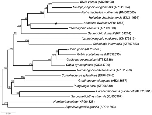 Figure 1. Phylogenetic relationships between Gobio fishes and their relatives using 21 mitochondrial genomes based on a maximum likelihood analysis. Shown are bootstrap confidences above branches, and GenBank numbers in parentheses.