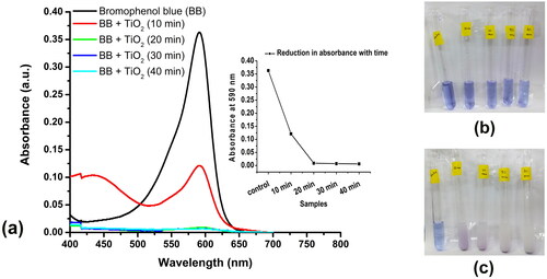 Figure 3. Photocatalytic reduction of the dye bromophenol blue using the synthesized TiO2 nanoparticles using the aqueous extract of Solanum tuberosum (G-TiO2). (a)- the absorption spectrum of only bromophenol blue and the absorption spectrum of bromophenol blue treated with synthesized green titanium dioxide nanoparticles and exposed to sunlight for different times (10, 20, 30, and 40 min). The reduction in absorbance at the absorption maxima of bromophenol blue (590 nm) is shown in the inset. The image of the tubes containing bromophenol blue and G-TiO2 nanoparticles (b) before exposure to sunlight and (c) after exposure to sunlight at different time intervals.