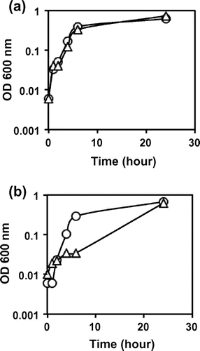 Fig. 3. Sensibility to cystine of the yijE-deficient mutant.Notes: BW25113 (a) and JW4303 (b) were grown in M9-glucose with (triangle) and without (circle) cystine (20 μM). The growth of cultures with reciprocal shaking of a glass tube was measured by its turbidity at OD 600 nm. This measurement of growth curve was performed three times for each experiment with independent cultures. The fluctuation level among three determinations was less than 15%. The p-values from Student’s t-distribution were 0.29, 0.33, 021, 0.04, <0.01, and 0.39 at 0, 1, 2, 4, 6, and 24 h, respectively, shown in (b).