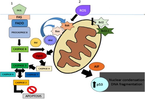 Figure 19. Predication of apoptosis pathways in MDA-MB-231 cells during treatment of hyperforin and taxol. Based on gene expression and other anticancer assays, the diagram was formed to show occurrence of death receptors cell death pathway (1) and mitochondrial cell death pathway (2) in MDA-MB-231 cells after the treatment of hyperforin and taxol, respectively.