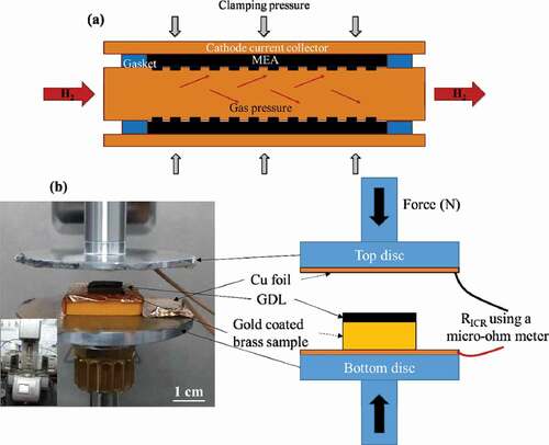 Figure 1. (a) Schematic view of effect of gas pressure on the cell and (b) an experimental setup using rheometer (inset) with schematic explanation (right)