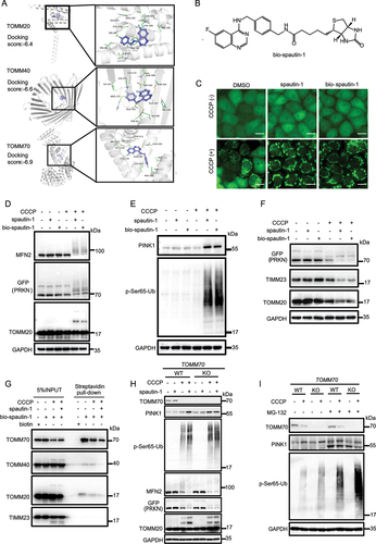 Figure 6. Spautin-1 directly binds to the TOMM complex. (A) Structural illustration showing possible binding of spautin-1 with TOMM complex (TOMM20, TOMM40 and TOMM70). (B) The structure of bio-spautin-1 was presented. (C) YPH cells were pretreated with bio-spautin-1 (20 μM) or spautin-1 (20 μM) for 6 h, and then treated with or without 5 μM CCCP for 1 h. The cells of PRKN with mitochondrial translocation were observed under the fluorescence microscope. Scale bar: 20 μm. (D and E) YPH cells were pretreated with 20 μM bio-spautin-1 or spautin-1 for 6 h, and then treated with or without 5 μM CCCP for 1 h. The cells were harvested and subjected to western blotting analysis. (F) YPH cells were pretreated with 20 μM bio-spautin-1 or spautin-1 for 6 h, and then treated with or without 2.5 μM CCCP for 18 h. The cells were harvested and subjected to western blotting. (G) YPH cells were treated with or without 5 μM CCCP for 1 h. The cells were harvested and lysed with IP lysis buffer. Then, lysate was subjected to streptavidin-biotin affinity-isolation using streptavidin magnetic beads and analyzed with the indicated antibodies. (H) YPH cells and YPH TOMM70 KO cells were pretreated with 20 μM spautin-1 for 6 h, and then treated with or without 5 μM CCCP for 1 h. The cells were harvested and subjected to western blotting analysis with indicated antibodies. (I) YPH cells and YPH TOMM70 KO cells were were pretreated with 20 μM spautin-1 for 6 h, and then treated with or without 5 μM CCCP together with MG-132 (10 μM) for 1 h. The cells were harvested and subjected to western blotting analysis.