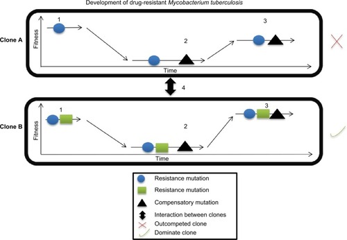 Figure 1 Development of drug resistance.Notes: 1, when MTB acquires mutations during therapy, they reduce MTB fitness (clones A and B). 2, an acquired secondary mutation restores MTB fitness. 3, the epistatic interaction between mutations improves MTB fitness and maintains drug resistance within the specific MTB genetic background. 4, clonal interference determines clone fate via competition, which leads to emergence of the most dominate clone with drug resistance in the population and elimination of the clone with a lower mutational effect.Abbreviation: MTB, Mycobacterium tuberculosis.