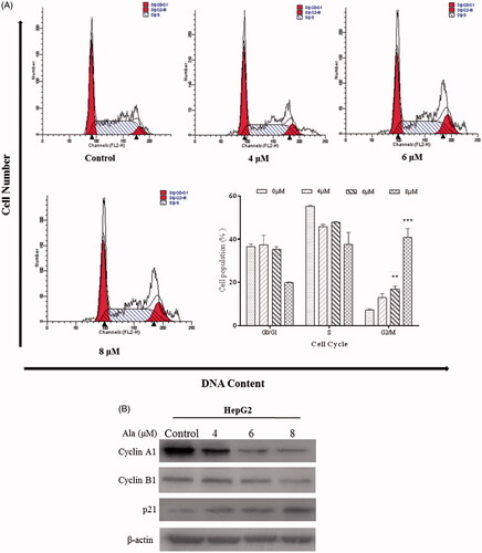 Figure 2. Ala induced G2/M phase arrest in HepG2 cell line. (A) HepG2 cells were treated with 0, 4, 6 and 8 μM of Ala for 24 h. Subsequently, the relative number of cells in each cell cycle was determined by flow cytometry. The experiment was repeated three times, and the representative results are presented. **p < .01 and ***p < .001 as compared to the control group (B) HepG2 cells were treated with 0, 4, 6 and 8 μM of Ala for 24 h, and the protein expression of cyclin A1, Cycle B1 and p21 was detected by western blot with β-actin as internal control.