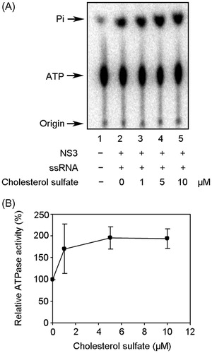 Figure 5. Effect of CS on NS3 ATPase activity. (A) Autoradiography of ATPase assay with [γ-32P] ATP. Lane 1 contains the control reaction mixture in the absence of NS3. Lanes 2–5 show the ATP hydrolysis reaction at increasing concentrations of CS with poly (U) ssRNA. (B) Graphical representation of the experiment shown in (A). ATPase activity was calculated as the ratio of the signal intensity derived from the released Pi in the sample with CS to that in the control sample without the inhibitor but with DMSO. The data are presented as the mean ± standard deviation for two replicates.