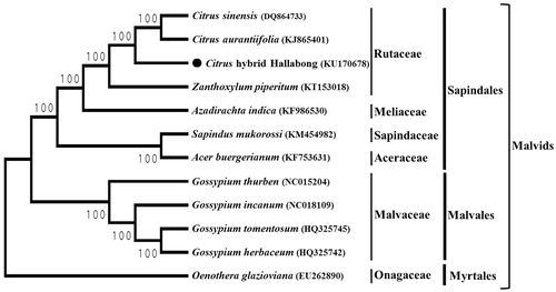 Figure 1. ML phylogenetic tree of Hallabong mandarin with 11 species in Malvids based on complete chloroplast genome sequences. Numbers in the nodes are bootstrap values from 1000 replicates. The chloroplast sequence of Oenothera glazioviana (large-flowered evening primrose) was set as an outgroup within Malvids.