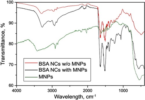 Figure S3 FTIR spectra of BSA NCs with MNPs (black), BSA NCs without MNPs (red), and pure MNPs (green).Abbreviations: FTIR, fourier-transform infrared spectroscopy; BSA, bovine serum albumin; NCs, nanoclusters; MNPs, magnetite nanoparticles.