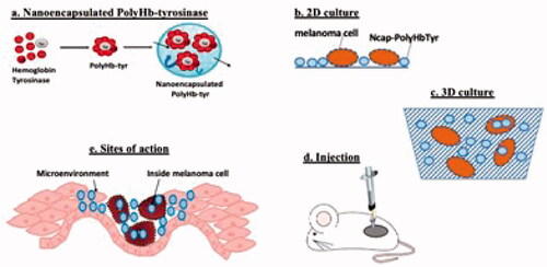 Figure 1. (a) Preparation: first by crosslinking haemoglobin and tyrosinase into a soluble nanobiotherapeutic complex of poly-[haemoglobin-tyrosinase] that functions as an oxygen therapeutic with enzyme activity. This is then bioencapsulated into a polymer–lipid artificial cell nanocarrier. (b) This is place in a 2D culture with B16F10 melanoma cell to study its effect. This is more suitable for sample collections to analyze the mechanism of action on the tumour cells. (c) 3D culture is more comparable to the in vivo condition that would allow us to analyze the in vivo action and dosage needed for animal study. (d) Local injection to C57BL/6 mice to study the inhibition of B16F10 melanoma growth. (e) Sites of action of injected nanoencapsulated PolyHb-tyrosinase.