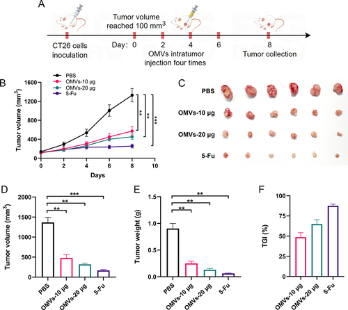 Figure 3 Pd-OMVs inhibited colon tumor growth. (A) Experimental design for evaluating the anti-colon tumor effects of Pd-OMVs given intratumorally. (B) Variation of tumor volume within 8 days after intratumoral injection of Pd-OMVs. (C) Comparison of tumor morphologic features. (D) Tumor volume and (E) weight on day 8. (F) TGI in each treatment group. Data are presented as the mean ± SEM (n = 6). **p < 0.01, ***p < 0.001.