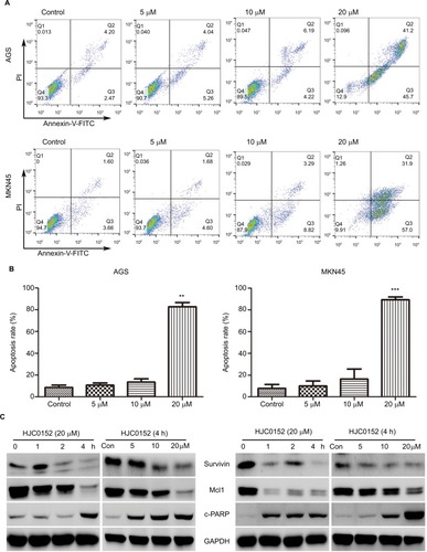 Figure 4 HJC0152 induces apoptosis in GC cellsNote: (A) AGS (upper) and MKN45 (lower) cells were treated with HJC0152 (0, 5, 10, and 20 µM) for 24 hours, and stained with Annexin-FITC/PI. (B) Histograms showing the percentage of apoptotic cells in AGS (left) and MKN45 (right) cells. Data were presented as the mean ± SD of three independent experiments (C) Western blots showing the levels of apoptosis-related proteins in AGS and MKN45 cells treated with 20 µM HJC0152 for varying time durations (0, 1, 2, and 4 hours) or treated with different concentrations of HJC0152 (0, 5, 10, and 20 µM) for 4 hours. GAPDH served as the internal control. Data were collected from three independent experiments. **P<0.01, ***P<0.001 vs control.Abbreviations: FITC, fluorescein isothiocyanate; GAPDH, glyceraldehyde-3-phosphate dehydrogenase; GC, gastric cancer; PI, propidium iodide.