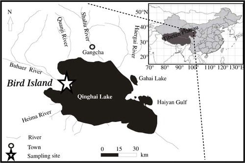 Fig. 1 Location of sampling site (Bird Island, northwestern Qinghai Lake, 36°59′N, 99°54′E).