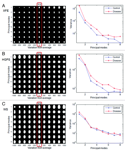 Figure 4. PCA of nuclei in aging disorders. Principal component analysis was performed on control and disease groups of each disease. The panels on the left show the average nuclear shape of both the disease and control groups (red box) and the first 8 modes of PCA for each group. The x-axis shows image variations from the average shape of the nuclei. The graphs on the right show the variance of the control and disease group from the average shape (x-axis) per mode (y-axis). (A) In XFE nuclei, the most significant deformation modes were size and elongation, and the disease group had greater variation; (B) HGPS nuclei showed higher variation and deformation modes of size and elongation, and modes with bumps; (C) WS control and disease groups has similar variations in all modes.