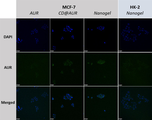 Figure 6 CLSM images of MCF-7 cells incubated with AUR, CD@AUR and the nanogel. To observe the selectivity, the nanogel was incubated with HK-2 cells under the same conditions.