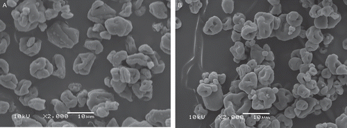 Figure 1.  Photomicrographs of MP-EUD (A) and MPE-E4M (B) formulations (bar = 10 μm).