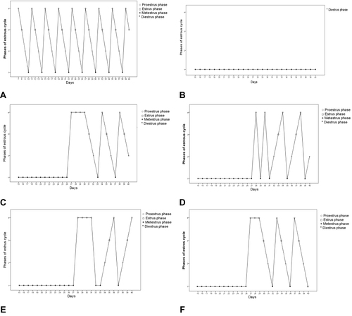 Figure 2 (A–F) Estrous cycle changes in one most representative rat in each group during PCOS induction and treatment period. As reported by Myondo et alCitation29 (A) NC; negative control; (B) PC; positive control, received only distilled water after PCOS-induction; (C) Met 300mg/Kg received metformin 300mg/Kg after PCOS-induction; (D–F) received silibinin 100, 200mg/Kg and 100mg/Kg silibinin with 300mg/Kg metformin respectively after PCOS-induction.