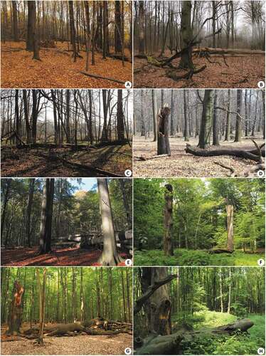 Figure 1. Typical habitats in examined nature reserves: (a) D1, (b) H1, (c) L1, (d–f) M1, (g) MG1, (h) S1