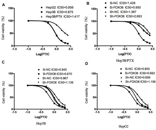 Figure 3 Effects of FOXO6 on paclitaxel toxicity. (A) IC50 of paclitaxel on HepG2, Hep3B and Hep3B/PTX cells. (B) IC50 of paclitaxel on HepG2 cells after FOXO6 regulation. (C) IC50 of paclitaxel on Hep3B cells after FOXO6 regulation. (D) IC50 of paclitaxel on Hep3B/PTX cells after FOXO6 regulation.