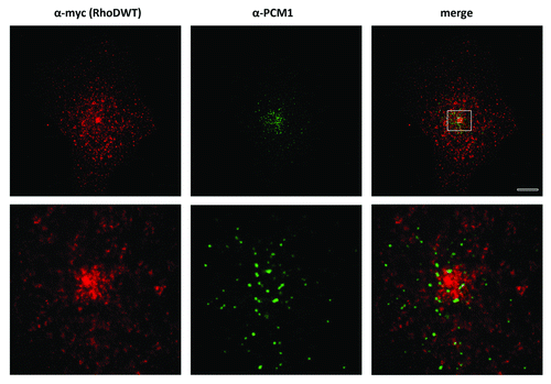 Figure 3. RhoDWT does not colocalize with PCM1-positive centrosome granules. HUVE cells were transfected with myc-RhoDWT for 24 h. Myc-RhoDWT protein was detected with α-myc/Alexa α-mouse 488 and centrosome granules via α-PCM1/ATTO α-rabbit 425. The upper panel is a confocal image. The boxed region in the upper image is shown in the lower panel and is a STED image. Bar = 10 μm.