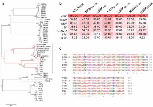 Figure 6. Phylogenic tree of flaviviral NS2A and identity percentages among NS2A fragments. (a) Neighbor-joining (NJ) tree based on amino acid sequence of ZIKV NS2A and other Flavivirus. In red, it is represented the significant relation (bootstrap value = 97) between ZIKV NS2A with other flaviviral NS2A. Amino acids sequence were obtained from Uniprot. (b) Percentages of sequence identity between NS2A and fragments of ZIKV KU991811 and best representative member of Flavivirus. (c) Alignment of ZIKV NS2A12-100 and the same NS2A region in other Flavivirus.