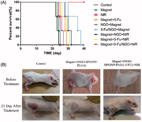 Figure 7. Effect of various treatments on survival of mice. (A) Kaplan–Meier survival curves of control and treated mice. (B) Representative photographs of tumours on mice after various treatments.