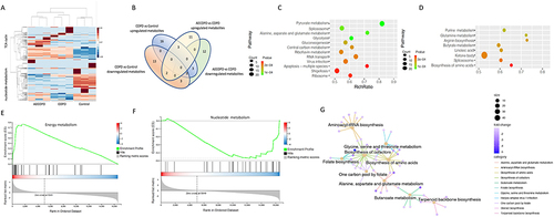 Figure 2 (A) Heatmap of metabolite levels in COPD patients including AECOPD and COPD compared to control population. (B) Different metabolites among AECOPD, COPD and controls. (C) Compared with healthy controls, 12 metabolic pathways were significantly altered in COPD patients. (D) Compared with the stable COPD, 8 metabolic pathways were significantly altered in AECOPD patients. (E and F) Enrichment analysis on these differential metabolites showed they can also be expectedly enriched in energy metabolism and nucleotide metabolism. (G) The metabolite-pathway network was constructed using Gephi software.